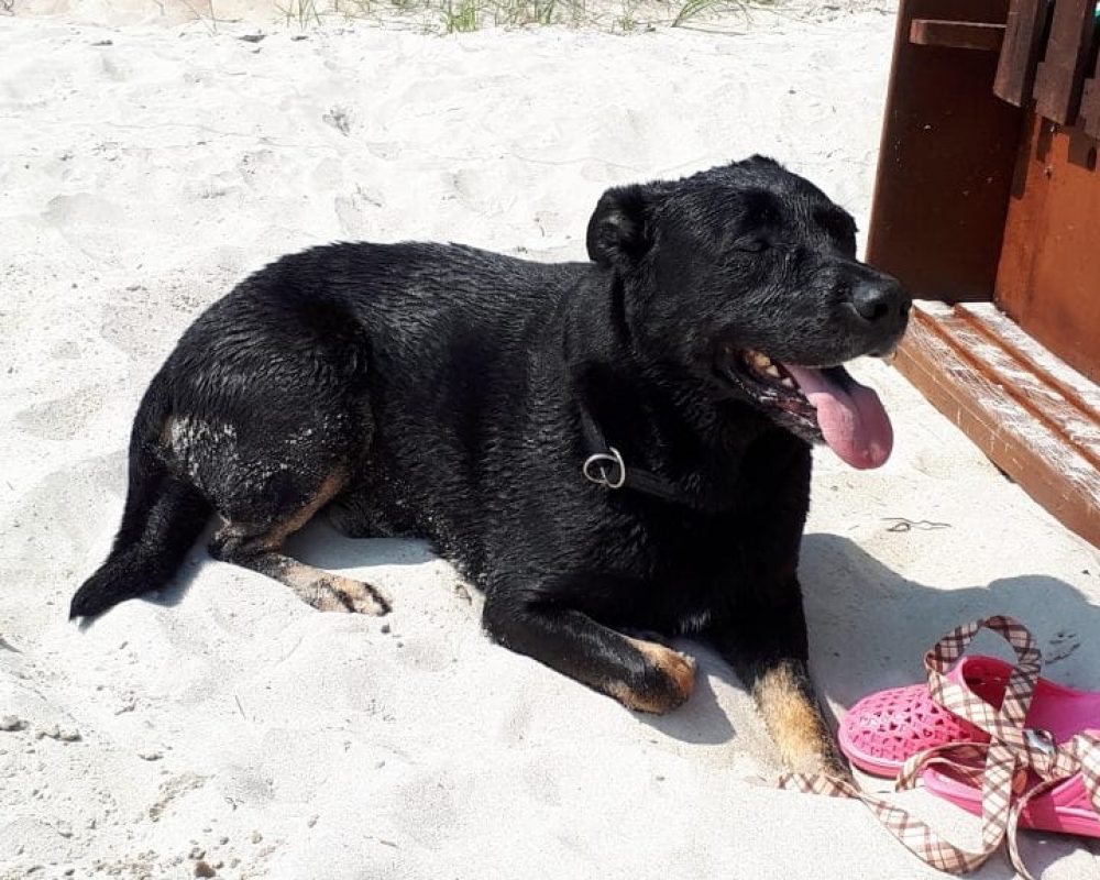 Hund am Strand in Binz